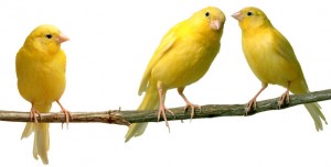 Birds - Spanish Colors Example 8