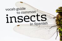 A vocab guide to common insects in Spanish