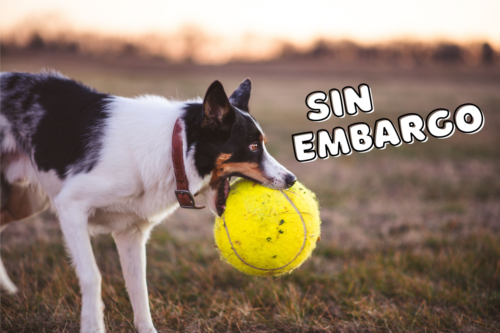 This dog has a ball, *however* (sin embargo in English)