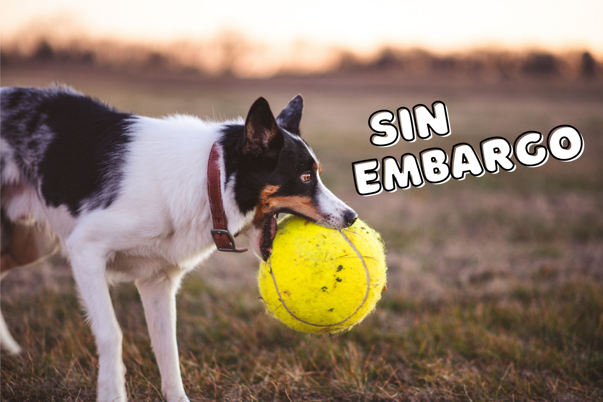 What Sin Embargo Meaning In English