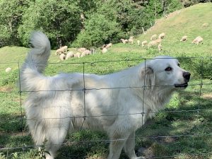 Great Pyrénées sheepdog, at work in the Pyrénées