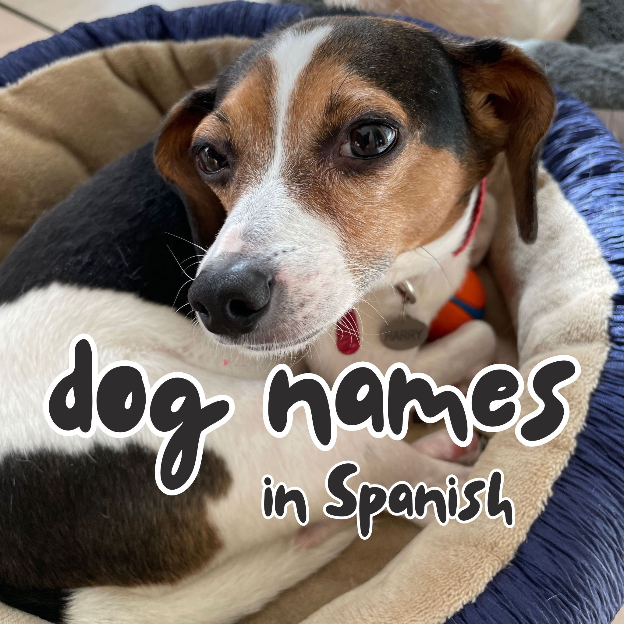 Dog names in Spanish