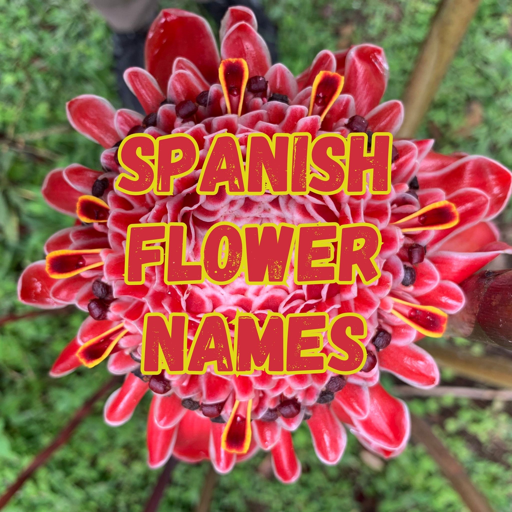 Spanish Flower Names